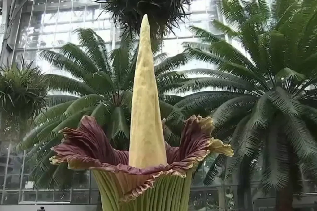 A rare sight the world's stinkiest flower blooms in the US (photos
